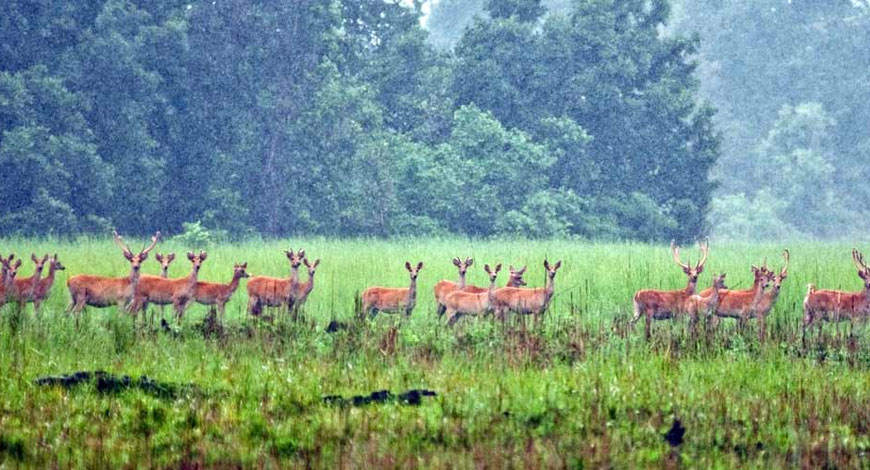 Suklaphanta Wildlife Reserve